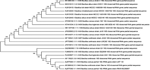Figure 1. Phylogenic tree based on 16S rRNA gene sequence data for isolated Bacillus cereus strain (J3).