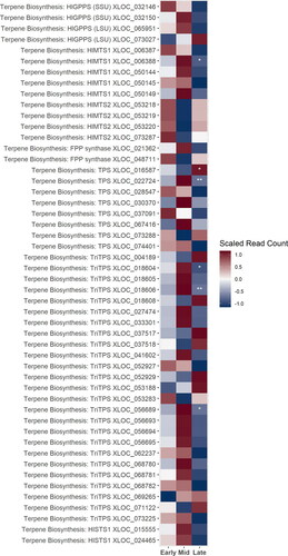 Figure 6. A heatmap of gene expression patterns that were significantly different in at least one development stage scaled across treatments for putative homologs of genes within the volatile secondary metabolites, or “hop oil” biosynthesis pathway. Not all putative homologs of genes within these pathways are shown for simplicity. XLOC numbers refer to the gene sequence available on hopbase.org. Asterisks indicate expression levels are significantly different from the previous developmental stage with a BH-adusted p-value < 0.05. * = logfold-change > 2 or < -2; ** = logfold-change > 4 or < -4; *** = logfold-change > 6 or < -6.