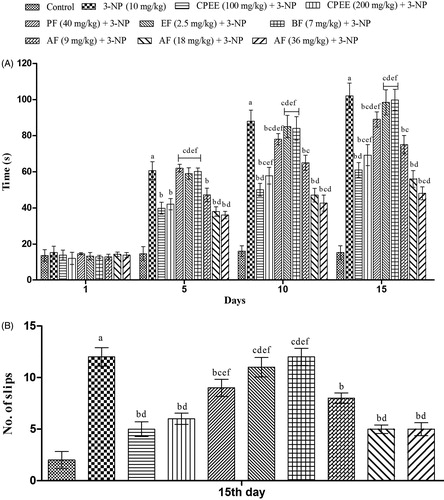 Figure 5. Effect of CPEE and its various fractions on gait functions of 3-NP treated rats. (A) Time taken to cross the narrow beam; (B) number of slips. Results are expressed as mean ± SD (n = 8); ap < 0.05 vs control; bp < 0.05 vs 3-NP; cp < 0.05 vs CPEE 100 mg/kg; dp < 0.05 vs AF (9 mg/kg); ep < 0.05 vs AF (18 mg/kg); fp < 0.05 vs AF (36 mg/kg). Results are compared using two way analysis of variance followed by Bonferroni’s post hoc test. CPEE: ethanol extract of Celastrus paniculatus seeds; PF: petroleum ether fraction; EF: ethyl acetate fraction; BF: n-butanol fraction; AF: aqueous fraction.