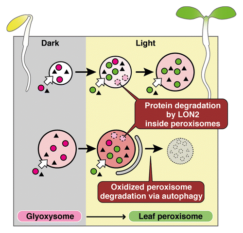 Figure 1. New model proposed for the functional transition of peroxisomes. In etiolated cotyledons, glyoxysomal proteins (magenta circles) are synthesized and transported to peroxisomes. After light is received, cotyledons become green and the glyoxysomes are transformed into leaf peroxisomes. Leaf-peroxisomal proteins (green circles) are transported into leaf peroxisomes, and glyoxysomal proteins are degraded by LON2. In parallel, excess or oxidized peroxisomes are degraded by autophagy. The chaperone function of LON2 suppresses autophagy, allowing some glyoxysomes to successfully transform into leaf peroxisomes. Triangles indicate proteins found in both glyoxysomes and leaf peroxisomes. Increasing red intensity in the peroxisomes represents increasing oxidized levels.