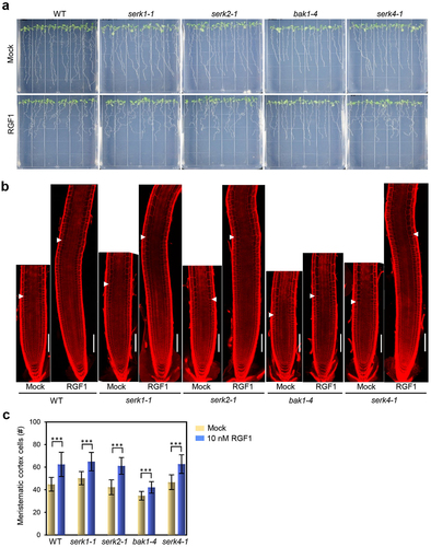 Figure 2. Analysis of primary root meristem activity and gravitropism in the WT and various serk mutants in response to RGF1 peptide treatment. (a) Representative seedlings of the WT, serk1–1, serk2–1, bak1–4, and serk4–1 mutants, grown for 7 days after germination and treated with mock or 10 nM RGF1. (b) Confocal images of PI-stained roots of 4-day-old light-grown WT, serk1–1, serk2–1, bak1–4, and serk4–1 plants treated with mock or 10 nM RGF1 for 24 h. White bars indicate 100 μm. (c) Quantitative analysis of the number of meristematic cortex cells of the WT, serk1–1, serk2–1, bak1–4, and serk4–1 plants treated with mock or 10 nM RGF1 for 24 h. Mean ± SD values were determined from at least 20 seedlings. Asterisks indicate significant differences compared with the mock treatment as determined by a Student’s t-test and heteroscedastic analysis (***P < 0.001).