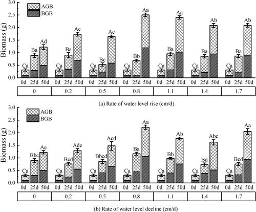 Figure 7. Effect of water level change on the biomass of V. natans. AGB: above-ground biomass. BGB: below-ground biomass. Different capital letters indicate the difference between the same change rate and different test times, and different lowercase letters indicate the difference between the same test time and different change rates.