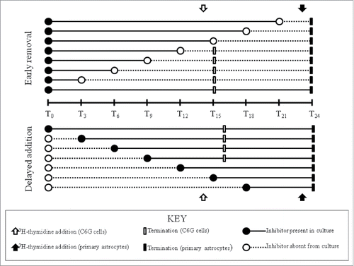 Figure 1. Experimental paradigm for “early removal” and “delayed addition” of lovastatin or hydroxyurea to the culture media of C6G cells or primary astrocytes.