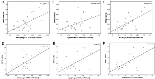 Figure 4 Correlation between TRPC1 levels and inflammation cell numbers in ETAs in COPD group. Correlations between TRPC1 protein and macrophages (A), lymphocytes (B), neutrophils numbers (C) in ETAs in COPD patients. Correlations between TRPC1 mRNA levels and macrophages (D), lymphocytes (E), neutrophils numbers (F) in ETAs in COPD patients. Statistical analysis by Spearman’s rank correlation test.