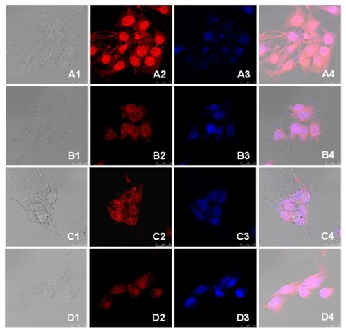 Figure 8 Confocal microscopy photographs of doxorubicin and drug-loaded nanoparticles incubated with 4T1 breast cancer cells. (A) doxorubicin hydrochloride and (B) doxorubicin-loaded nanoparticles incubated for 3 hours; (C) doxorubicin hydrochloride and (D) doxorubicin-loaded nanoparticles incubated for 13 hours.Note: The photographs from left to right (numbered 1 to 4) are the overlapped photos of bright field and doxorubicin stained nuclei.