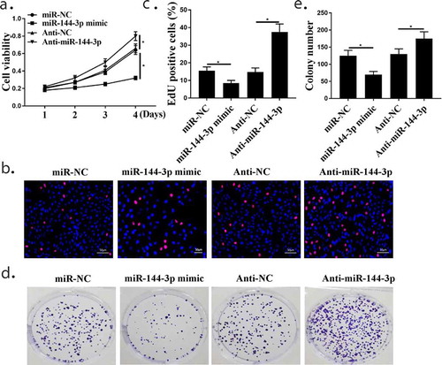 Figure 4. The relationship of miR-144-3p with cell proliferation in A549 cells. (a) CCK-8 assay showed that the relationship of miR-144-3p with cell proliferation in A549 cells. (Band C) Edu staining assay showed that the relationship of miR-144-3p with cell proliferation in A549 cells. (d and e) Colony formation assays showed that the relationship of miR-144-3p with cell proliferation in A549 cells. *compared with NC group, p <0.05. n = 3