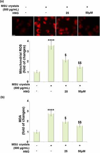 Figure 4. S14G-humanin (HNG) attenuated mono-sodium urate (MSU) crystals-induced oxidative stress in BMDMs. BMDMs were treated with HNG (25, 50 μM) for 2 h. Then, the cells were further stimulated with MSU crystals (500 µg/mL) for 24 hours. (a). Mitochondrial ROS was assayed using MitoSOX-Red staining; Scale bar, 50 μM; (b). The levels of malondialdehyde (MDA) (****, P < 0.0001 vs. vehicle group; ##, ###, P < 0.005, 0.001 vs. MSU group).