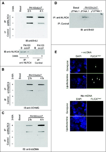 Figure 6. Mitochondrial DNA is present in NLRC4 immunoprecipitates and activates a reconstituted NLRC4 inflammasome. (A) BMDMs were grown in BrdU and infected as shown before lysates were immunoprecipitated with anti-NLRC4 or control rabbit serum as indicated. Bound material was slot-blotted to nitrocellulose and then blotted with anti-BrdU. The lower panel shows separate immunoblot of eluted material from NLRC4 immunoprecipitates blotted for NLRC4. (B) As in (A), but reprobed with antibody to 8OHdG. (C) As (A), but blot probed with generic anti-DNA antibody. (D) Immunoblot of immunoprecipitates as set out in (A) but in either control J774A.1 cells or in ρJ774A.1 cells lacking mitochondria. (E) HEK cells transfected with NLRC4 and NAIP were transfected with and without mitochondrial DNA and active CASP1 localized by immunofluorescent imaging using FLICACasp1. Panels show representative images of cells stained with FLICACasp1 (green) and nuclei stained with DAPI (blue) using the indicated transfection reagents. Arrows show spots of active CASP1 formation. Experiments were all repeated 2 or 3 times.