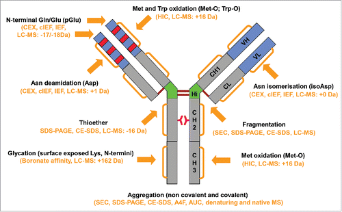 Figure 1. Major degradation pathways of recombinant monoclonal antibodies. Arrows indicate the main degradation sites. The commonly used methods to detect the degradation products are shown in the parenthesis.