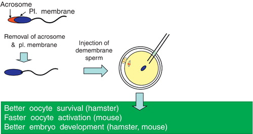 Figure 3.  Beneficial effects of the removal of sperm plasma (pl.) membrane and acrosome before ICSI.