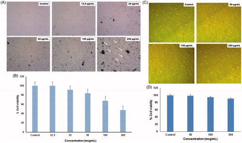 Figure 7. Cytotoxicity test of ZnO-NPs against MG63 (A, B) and Vero (C, D) cell lines at various concentrations.