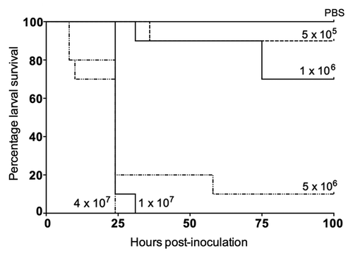 Figure 1. Effect on larval killing of increasing inocula of Escherichia coli ATCC 25922.