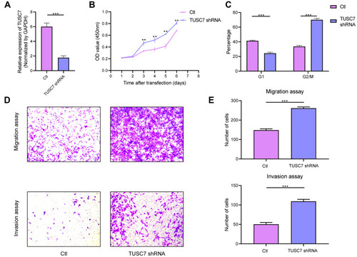 Figure 2 The effects of TUSC7 knockdown on the growth, migration and invasion of triple negative breast cancer (TNBC) cells. (A) The knockdown of TUSC7 by shRNA was performed using shRNA sequences. TUSC7 shRNAs and scrambled sequences (scramble) were transfected into MDA-MB-231 cells and knockdown was confirmed by qRT-PCR. (B) CCK8 assays. Cell growth of MDA-MB-231 cells transfected with TUSC7 shRNAs or control shRNAs for 5 days. (C) Cell cycle analysis of MDA-MB-231 cells transfected with TUSC7 shRNAs or scrambled shRNAs for five days. (D and E) Transwell migration and invasion assays of MDA-MB-231 cells transfected with TUSC7 shRNAs or scrambled shRNAs for five days. Magniﬁcation, 100X. **P<0.001; ***P<0.0001.