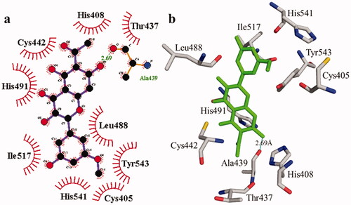 Figure 3. The interactions of the urease enzyme with compound 2 are determined by binding residues. Compound 2 interacts with the active site in 2D (a) and 3D (b).