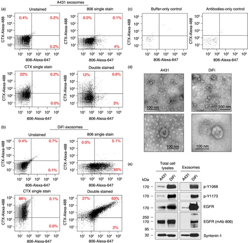 Fig. 4.  Analysis of EGFR and its activity state in DiFi and A431 exosomes. FAVS analysis for (a) A431 and (b) DiFi exosomes. Shown are dot plots of fluorescent intensity for purified exosomes stained for “conformationally active” EGFR using mAb 806 directly conjugated to Alexa-647 (x-axis) and total EGFR using Alexa-488-conjugated CTX (y-axis). Percentages indicate different gated populations from 10,000 total events. Shown are dot plots for unstained (upper left), single stained for EGFR with CTX-Alexa-488 antibody (upper right), single stained for “conformationally active” EGFR with mAb 806-Alexa-647 antibody (lower left) and double stained with CTX-Alexa-488 and mAb806-Alexa-647 antibodies (bottom right). (c) Buffer-only control (left) and antibodies-only control (right) with no exosomes. Because of low number of events in these cases, events were measured for 1 min at the maximal sample pressure (set to 11) rather than 10,000 total events. (d) Electron micrographic images of A431 (left panels) and DiFi (right panels) exosomes processed for FAVS analysis. Micrographs are shown at low (top panels) and high (bottom panels) magnification. Size bars are shown. (e) Immunoblot comparisons of total EGFR and active, tyrosine-phosphorylated (p-Y) EGFR in A431 and DiFi cell lysates (left) and exosomes (right). Equal quantities of protein were loaded in each lane.