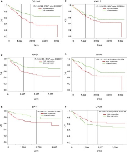 Figure 5 Prognostic values of six genes in colon cancer patients.Notes: Prognostic values of (A) COL1A1, (B) CXCL5, (C) GNG4, (D) TIMP1, (E) SPP1, and (F) LPAR1 were obtained in the PROGgeneV2 – Pan Cancer Prognostics Database (www.compbio.iupui.edu/proggene) online software.Abbreviation: OS, overall survival.