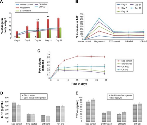 Figure 5 Change in various in vivo parameters of different treatment groups on days specified.Notes: (A) Percent body weight change (*P<0.05; **P<0.01); (B) percent change in tibiotarsal joint thickness (P<0.05); (C) left hind paw volume increase; (D) level of IL-1β in blood serum and joint tissue homogenate (P<0.01); (E) level of TNF-α in blood serum and joint tissue homogenate (P<0.01).Abbreviations: Neg, negative; CR-NEG, curcumin nanoemulsion gel; CR-CG, curcumin crude gel; TJT, tibiotarsal joint thickness; STD, standard.