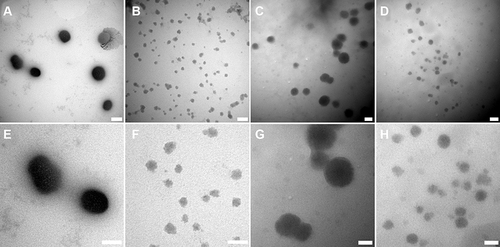 Figure 4 TEM images of PEI-DDs NPs. (A and E). PEI-DSH NPs. (B and F). PEI-DSP NPs. (C and G). SA-PEI-DSH NPs. (D and H). SA-PEI-DSP NPs. The sizes of TEM images: (A and B), scale bars: 100 nm; (C and D), scale bars: 200 nm; (E and F), scale bars: 50 nm; (G and H), scale bars: 100 nm.