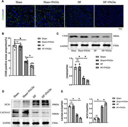 Figure 5. PAGln intervention aggravates the decrease of protein expression of CX40 and calcium channel. (A) The images of CX40 immunofluorescence staining in four groups of mice, and (B) the statistical analysis of CX40 positive areas showed that the expression of CX40 in the four groups of mice (n = 8). (C) The images of CX40 Western blot and the statistical analysis of relative expression of CX40/GAPDH in overpressure-induced HF mice (n = 3). (D) The images of CACNA1C and NCX1 Western blotting, and (E) the statistical analysis of relative expression of CACNA1C and NCX1 in overpressure-induced HF mice (n = 3). Data are expressed as mean ± SD, one-way ANOVA with Welch correction (unequal variance). *P < 0.05; ns, not statistically significant.