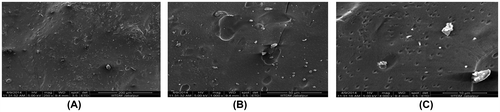Figure 6. The surface morphology (SEM) of the composite beads sample B.