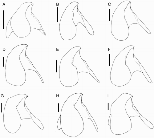 Figure 26 Idioteuthis cordiformis lower beaks, lateral oblique view. A, NMNZ M.181333, ♂, ML 181 mm; B, NIWA 71652, ♂, ML 248 mm; C, NIWA 71655, ♀, ML 320 mm; D, NIWA 71666, ♀, ML 380* mm; E, NIWA 71653, ♂, ML 428 mm; F, NMNZ M.306358, ♂, ML 549 mm; G, NIWA 71437, ♂, ML 608 mm; H, NMNZ M.118004, ♀, ML 715 mm; I, NIWA 84390, ♀, ML 820 mm. Scale bars = 10 mm.