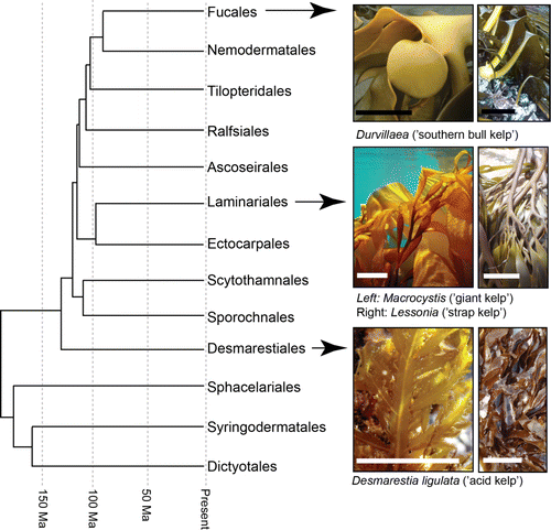 Figure 1  Large algal taxa that are commonly referred to as kelps occur in several phylogenetically distinct orders of brown algae (Phaeophyceae). For example, the order Fucales includes southern bull-kelp (Durvillaea) and kelp/kelpware/bladderwrack (Fucus vesiculosus); the Desmarestiales includes the acid kelps (Desmarestia); and the Laminariales includes—among others—giant bladder kelp (Macrocystis pyrifera) and strap kelp (Lessonia). The chronogram is a schematic adaptation of figure 2 from Silberfeld et al. (Citation2010), and indicates general phylogenetic relationships and rough estimates of divergence times among phaeophyceaen orders (note: refer to Silberfeld et al. 2010 for uncertainty estimates), based on multi-gene molecular data. In the photographs, white scale bars represent approximately 40 mm, and the black bars approximately 200 mm. Photograph details: top left: Durvillaea poha (CitationFraser et al. in press) [C. Fraser] and top right: Durvillaea antarctica [C. Fraser]; centre left: Macrocystis pyrifera [Erasmo Macaya Horta] and centre right: Lessonia [C. Fraser]; bottom left: Desmarestia ligulata [Erasmo Macaya Horta] and bottom right: Desmarestia ligulata [C. Fraser].