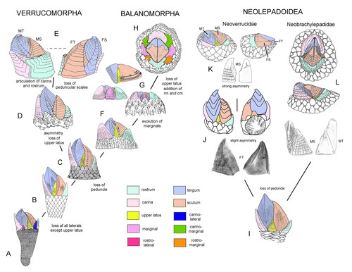 Figure 11. Parallel evolution to sessile mode of life between the balanomorph-verrucomorph clade (left) and the neolepadoid clade (right). Verrucomorph-balanomorph clade; A, Etcheslepas durotrigensis Gale, Citation2014a; B, Pedupycnolepas articulata (Collins, Citation1980); C, Pycnolepas rigida (J. de C. Sowerby, Citation1836); D, Brachylepas naissanti (Hébert, Citation1855); E, Eoverruca hewitti Withers, Citation1935; F, Epibrachylepas newmani Gale, Citation2014b; G, Altiverruca quadrangularis (Hoek, Citation1883); H, Catomerus polymerus Darwin, Citation1854. Neolepadoid clade; I, Ashinkailepas seepiophila Yamaguchi, Newman and Hashimoto, Citation2004; J, Neoverruca brachylepadiformis Newman, Citation1969; K, Imbricaverruca yamaguchii Newman, Citation2000; L, Neobrachylepas relica Newman and Yamaguchi, Citation1995. Each lineage begins with pedunculate forms, and both subsequently give rise to asymmetrical forms with progressive differentiation of fixed and moveable valves (Verrucomorpha, Neoverrucidae) and symmetrical, low-profile forms with hemiconical carinae and rostra surrounded by imbricating plates (Balanomorpha, Neobrachylepadidae). Important differences between the two lineages include the distinctive paired processes on the apical interior of the scuta (Neolepadoidea, J–L) absent in the balanomorph-verrucomorph lineage. Additionally, molecular data consistently places the lineages in separate clades (see text). Abbreviations: FS, FT, fixed scuta and terga; MT, MS, moveable scuta and terga.