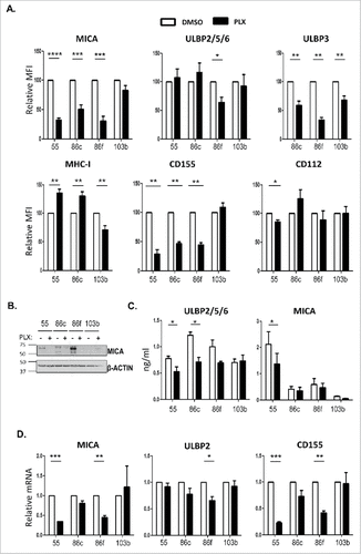 Figure 2. Effect of vemurafenib on NK ligand expression in melanoma cells. Melanoma cells Ma-Mel-55 (55), Ma-Mel-86c (86c), Ma-Mel-86f (86f) and Ma-Mel-103b (103b) were treated with 1 μM vemurafenib (PLX) for 48 h (A,B, D) or 24 h (C) (control cells were treated with the carrier DMSO) A. Flow cytometry. Melanoma cells were stained for detection of the indicated markers by flow cytometry. The plots represent the change in the mean fluorescence intensity (MFI) of each marker, as the percentage of the molecule present in control (DMSO) cells. Data are the mean and SEM. Isotype MFI was subtracted (n≥3, a representative experiment is shown in Suppl. Fig. 1C). B. Western blot showing the total amount of MICA in whole cell lysates, using antigen affinity-purified biotinylated goat polyclonal anti-MICA antibody BAF1300. Actin was used as loading control (n = 4). C. Soluble MICA and ULBP2/5/6 released to supernatants of vemurafenib -treated metastatic melanoma cells was analysed by ELISA at 24 h post-treatment. Plots represent the mean and SEM of protein concentration (ng/ml) (n = 3). D. mRNA detected using qPCR. Cells were recovered to extract RNA. cDNA was prepared and used as template in qRT-PCR experiments. Data are the mean and SEM, relative to control (DMSO) cells. RPLP0 mRNA levels were determined for normalization (#p < 0.05 ##p < 0.01, ### p < 0.001, #### p < 0.0001).