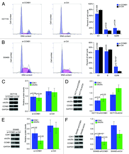 Figure 5. Inhibition of CCNB1 inhibits cell-cycle progression in HCT116 and SW480 cells in vitro and in vivo. (A and B) 72h after transfection, cells were collected, stained with PI, and cell cycle was analyzed with FACS. Results were average from three separate experiments. Data were presented as mean ± SD of three independent experiments. (C and D) Western blot analysis of cdc25c and CDK1 proteins in CCNB1-repressed HCT116 cells and tumor xenografts generated from HCT116-shCCNB1 cells. The data shown were mean ± SD of three individual experiments. (E and F) Western blot analysis of cdc25c and CDK1 proteins in CCNB1-repressed SW480 cells and tumor xenografts generated from SW480-shCCNB1 cells. The data shown were mean ± SD of three individual experiments.