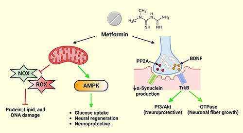 Figure 3 Neuroprotective role of metformin. AMPK- adenosine monophosphate-activated protein kinase; NOX- nicotinamide adenine dinucleotide oxidase; ROX- reactive oxygen species; PP2A- protein phosphatase 2A; BDNF- brain derived neurotrophic factor; TrkB- tyrosine kinase receptor B; PI3K- phosphatidylinositol 3 kinase; Akt- protein kinase B; GTP = guanosine triphosphate. This figure was created using the premium version of BioRender (https://biorender.com/) with License No.: GP250DJG7W. Created with BioRender.com.