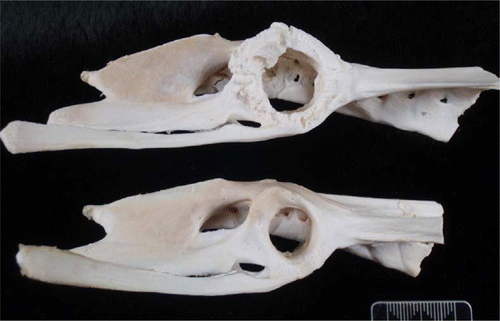 Figure 4.  The defleshed right pelvis of a juvenile YEP with bilateral coxofemoral degenerative joint disease (top) with an unaffected age-matched control (bottom). The acetabulum is markedly widened and there is circumferential osteophyte formation.