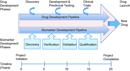 Figure 1. Applying the biomarker toolbox in the drug discovery and development pathway. This schematic highlights the mutual interdependency of the drug and biomarker development pipelines. Linking a biomarker to a complementary endpoint facilitates the drug discovery process and allows pharmaceutical companies to make rational decisions about the continuity of preclinical studies and clinical trials. Biomarkers can be used at critical decision points to make go/no-go decisions. They can also be used in translational research, bridging the gap between the bench and the bedside. Biomarkers can also be used to identify responders and non-responders and quantify clinical efficacy and patient stratification (i.e. identification of those in need of treatment and selection of patients most likely to respond to treatment). In phase II clinical trials biomarkers can be used for dose determination and safety/efficacy studies. They can also help pharmaceutical companies save costs by enabling drug repositioning and determining the cost/benefit ratio for treatment. In routine clinical practice biomarkers are important diagnostic and prognostic tools for monitoring disease development and monitoring patients compliance. They are also indispensable tools for pharmacovigilance, personalized and precision health care and differentiating compounds from competitors.