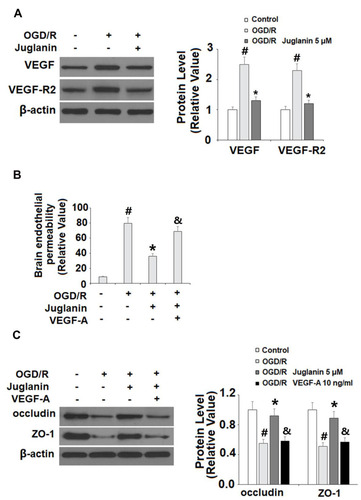 Figure 9 The effects of juglanin on brain endothelial monolayer permeability are mediated by VEGF. (A) Human bEnd.3 brain microvascular endothelial cells (HBMVECs) were exposed to OGD/R in the presence or absence of juglanin (5 μM). The expression of VEGF and VEGFR2 were measured by Western blot analysis. (B, C) Human bEnd.3 brain microvascular endothelial cells (HBMVECs) were exposed to OGD/R in the presence or absence of juglanin (5 μM) or 10 ng/mL VEGF-A. Brain endothelial permeability and the expression of occludin and ZO-1 (#, *, &P<0.01 vs previous column group).