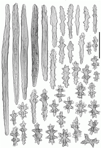 Figure 19.  Heteropolypus sol sp. nov. holotype (ZMMU Ec-111). Sclerites of capitulum. Scale 0.1 mm.