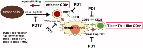 Figure 2. This scheme describes how antitumor effector T cells are interacting each other to kill tumor cells and how PD-1 suppresses the T cell functions.