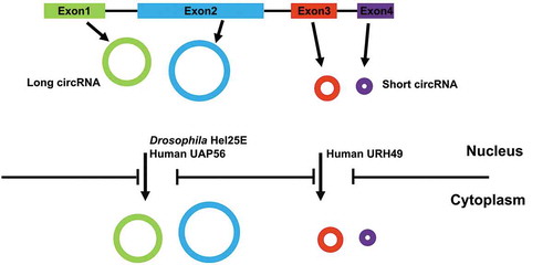 Figure 1. Nuclear export of circRNAs utilizes two separate pathways based on length. Most circRNAs, generated from exon(s), are exported to the cytoplasm. The factors required for export is determined by the size of the circRNA. In Drosophila cells, only long circRNAs require DExH/D box RNA helicase Hel25E. In human cells, one of the two human homologs of Hel25E (UAP56) similarly regulates nuclear export of long circRNAs. In contrast, URH49, the other human homolog of Hel25E, is required for nuclear export of short circRNAs.