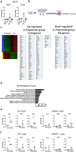 Figure 4. TLR family genes are upregulated in intestinal eosinophils of offspring born from mice fed with propionate (a) Expression levels of Gpr41 mRNA were evaluated by qPCR in eosinophils, B cells, CD4+ T cells, and CD8+ T cells isolated by FACS from small intestinal lamina propria (SILP) and lung cells of wild-type C57BL/6 mice. (b) Schematic depiction of the experimental protocols for isolation of mRnas used in (c-e). (c) Heatmap of differentially expressed genes (DEGs) between the Propionate group and Control water group and a list of the genes upregulated (middle) and downregulated (right) in the Propionate group. (d) Bar plots of the combined score for gene ontology (GO) term enrichment in GO biological processes for DEGs between the propionate group and the Control water group. (e) Expression levels of Tlr2, Tlr8 and Trl9 mRNA in wild-type and GPR41 knockout SILP eosinophils were evaluated by qPCR. Data are mean ± SD. **p < 0.01 by Student’s t-test. (f) Expression levels of Tlr2, Tlr8 and Trl9 mRNA in lung eosinophils were evaluated by qPCR. Data are mean ± SD. *p < 0.05 and **p < 0.01 by Student’s t-test.
