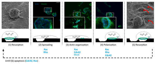 Figure 4. Implication of Rho GTPases in the cyclic resorption function of osteoclasts. Scanning electron micrographs (S4000 scanning microscope, Hitachi, sides), schemes and immunofluorescent staining of actin (blue), and vinculin (green) staining (Axioplan2/LSM 510 META confocal microscope, Zeiss, middle) showing morphologies and cytoskeleton structures of osteoclasts alternating between stationary resorption and migration phases. Polarized osteoclasts have the unique ability to resorb bone (1). Then, the sealing zone (SZ) is disassembled and osteoclasts can spread under a Rac/Rho effect (2). Rac/Cdc42/RhoE are implicated in actin reorganization (3) into another sealing zone stabilized by Rac/Rho and followed by osteoclasts polarization involving Cdc42 (4). Thereby, osteoclasts can resorb bone again and form another resorption lacuna (red arrows) (5). This cyclic process takes place until osteoclasts die of apoptosis implicating Cdc42 and Rac (6). Scale bars = 15 µm. Figure adapted from reference Citation47 with permission of the editor ASCB.