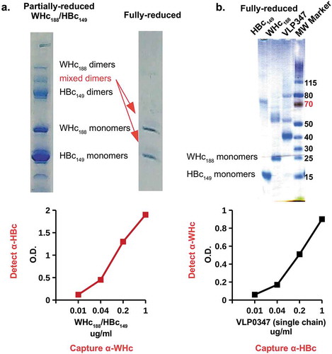 Figure 10. Production of hybrid WHcAg/HBcAg VLPs. (a). Full-length WHcAg188 and truncated HBcAg149 genes were co-expressed in E. coli. The mixed dimer band was excised from the gel which was run under partially-reducing conditions and then fully reduced and run on a second gel (arrows). (b). The HBcAg149 gene was fused to the WHcAg188 gene with a flexible linker to form a “single-chain dimer” expressed as a single open reading frame in E. coli. Purified VLPs were analyzed in capture ELISAs specific for hybrid WHcAg/HBcAg VLPs and incapable of detecting homologous WHcAg or HBcAg VLPs. Molecular Weight Marker (MW Marker) is Thermo Scientific PAGE Ruler with manufacturer’s kilodalton size estimates for this gel chemistry.