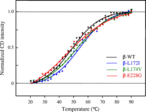 Fig. 3. Transition curve for the thermal denaturation of β-WT, β-L172I, β-L174V, and β-E228G proteins obtained from ellipticity at 222 nm.Notes: The black, blue, green, and red lines indicate β-WT, β-L172I, β-L174V, and β-E228G, respectively. One representative of three individual experiments is shown.