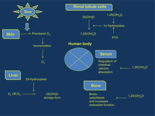 Figure 1 Vitamin D metabolic pathway per system.