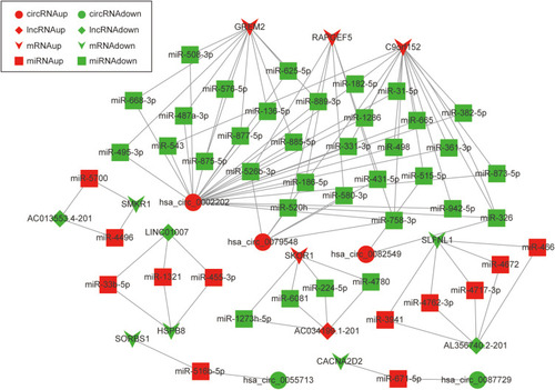 Figure 6 The circRNA-lncRNA-miRNA-mRNA network. The round nodes represent DEcircRNAs, the rhombic nodes represent DElncRNAs, the v-type nodes represent DEmRNAs, the square nodes represent DEmiRNAs. The up or down-regulated genes are represented in red and green, respectively.