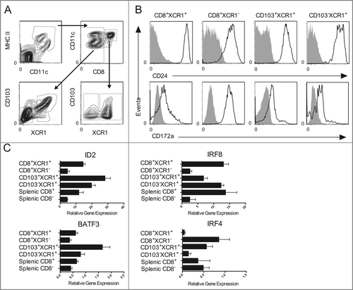 Figure 3. Expression of XCR1 defines DCs with a similar phenotype and ontogeny. (A) Gating strategy for identifying enriched DC populations from the skin-draining lymph nodes. (B) Surface expression of CD172a and CD24 on CD8+XCR1+, CD8+XCR1−, CD103+XCR1+, and CD103−XCR1+ DCs. Shaded histograms represent fluorescence minus one control staining. Representative plots from three independent experiments are shown. (C) Quantitative RT-PCR of the transcription factors ID2, IRF8, BATF3 and IRF4 in purified DC populations. Data show the expression normalized to HPRT of two pooled biological replicates each assayed in triplicate for each DC population (mean ± SEM).