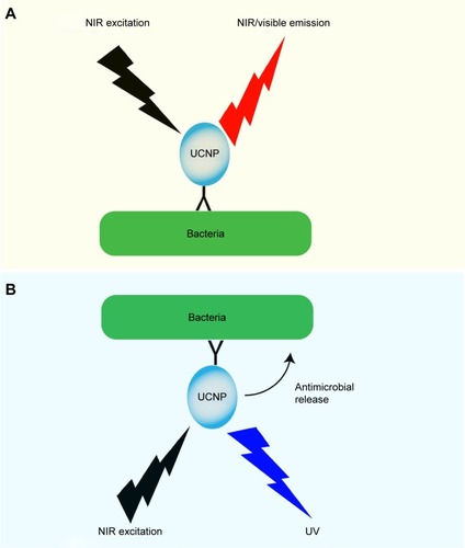 Figure 3 Mode of action of UCNPs in visualizing and killing bacteria.Notes: In this figure, we summarize published work on UCNPs’ role in visualizing and killing bacteria. (A) Functionalized UCNPs targeting bacteria with NIR/VIS emission range is used to image the bacteria. (B) UCNPs loaded with antimicrobial compounds or with an UV emission range are used for localized antimicrobial activity.Abbreviations: NIR, near infrared; UCNPs, upconverting nanoparticles; UV, ultraviolet; VIS, visible.