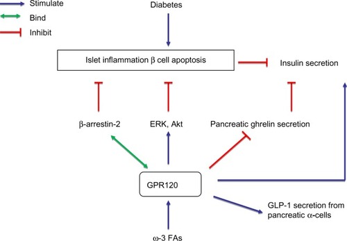 Figure 3 Schematic overview of the potential mechanism by which GPR120 activation in pancreatic islets exerts anti-diabetic effects.