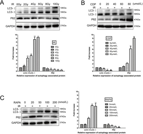 Figure 2 Expression of LC3-I, LC3-II, and P62 in the CNE-2R cells of three groups.Notes: (A) The CNE-2R cells exposed to different radiation doses. (B) The CNE-2R cells exposed to irradiation (IR; 10 Gy) with different concentrations of CDP. (C) The CNE-2R cells exposed to IR (10 Gy) with different concentrations of rapamycin. All experiments were repeated three times and produced identical findings.Abbreviations: CDP, chloroquine diphosphate; IR, irradiation; LC3, light chain 3; RAPA, rapamycin.