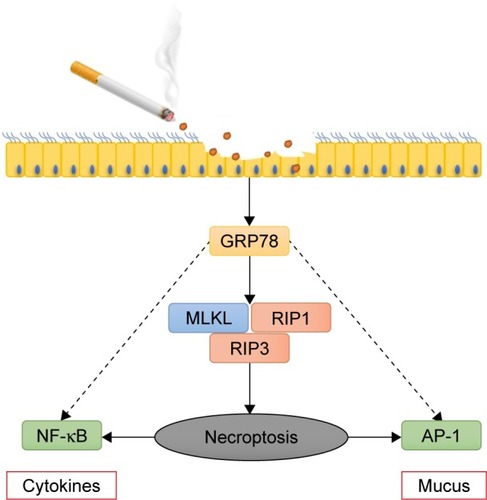 Figure 6 Schematic graphical summary of the deleterious role of GRP78 in CS-induced necroptosis and injury in bronchial epithelium.