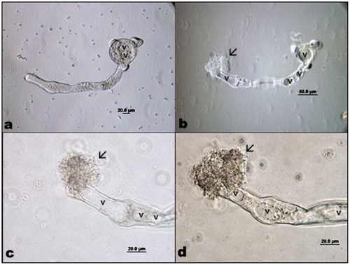 Figure 5. (Color online) A. orientalis pollen tube (a) growing; (b) exploding; (c) and (d) tip containing vacuoles; arrows show outgoing cytoplasm of pollen tube. v: vacuole.