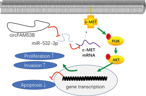 Figure 9. The mechanism diagram of circFAM53B in glioma.