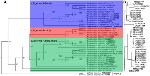 Figure 3. The maximum likelihood phylogeny of Amaranthus roxburghianus and its close relatives using whole plastome sequences. The bootstrap values based on 1000 replicates were shown on each node in the cladogram tree (a). The corresponding phylogram tree is shown in panel B without outgroups. The tree was constructed with 35 species, they were A. albus (MT526785) (Xu et al. Citation2022), A. arenicola (MN091969) (Xu et al. Citation2022), A. arenicola (MZ152791) (Xu et al. Citation2022), A. blitoides (MT526786) (Xu et al. Citation2022), A. blitum (MT526777) (Xu et al. Citation2021), A. blitum (MW255966), A. capensis (MT526779) (Xu et al. Citation2021), A. caudatus (MG836508), A. cruentus (MG836506), A. cruentus (MG836507), A. deflexus (MT526776) (Xu et al. Citation2021), A. dubius (MN091971) (Xu et al. Citation2022), A. dubius (MZ397802) (Xu et al. Citation2021), A. hybridus (MT993471) (Bai et al. Citation2021), A. hypochondriacus (KX279888), A. hypochondriacus (MG836505) (Xu et al. Citation2022), A. palmeri (MT312257) (Xu et al. Citation2022), A. polygonoides (MT472619) (Xu et al. Citation2022), A. retroflexus (MN091972) (Xu et al. Citation2022), A. retroflexus (MW646089) (Lou and Fan Citation2021), A. roxburghianus (OQ354384, this study), A. spinosus (MT526783) (Xu et al. Citation2022), A. spinosus (MT526784) (Xu et al. Citation2022), A. spinosus (OP718299) (Xu et al. Citation2022), A. crispus (MT526778) (Xu et al. Citation2021), A. standleyanus (MT526780) (Xu et al. Citation2021), A. standleyanus (MT526781) (Xu et al. Citation2021), A. standleyanus (MT526782) (Xu et al. Citation2021), A. tricolor (KX094399) (Xu et al. Citation2022), A. tricolor (OM419215) (Xu et al. Citation2022), A. tuberculatus (MN091967) (Xu et al. Citation2022), A. tuberculatus (MN091968) (Xu et al. Citation2022), A. viridis (MW679034) (Ding et al. Citation2021), Celosia cristata (MK470118, outgroup), and C. argentea (MZ636551, outgroup). Bootstrap supports were calculated from 1000 replicates. The A. roxburghianus was labeled in bold font in the phylogenetic tree. The blue, red and green box represents subgenus Albersia, subgenus Acnida and subgenus Amaranthus in the Amaranthus.
